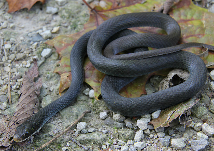 Southern Black Racer